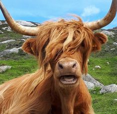 a yak with long hair sitting in the grass and looking at the camera while smiling