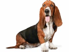 a basset hound sitting on the ground with its tongue hanging out