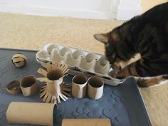 a cat is looking at some toilet paper rolls and other items on the floor next to it