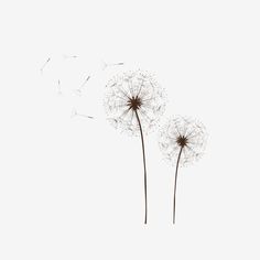 two dandelions blowing in the wind on a white background