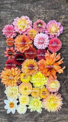 colorful flowers are arranged in rows on a wooden surface, with the names below them