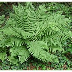 a green plant with lots of leaves on the ground