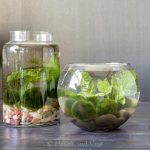 two glass jars filled with green plants on top of a table next to a wall