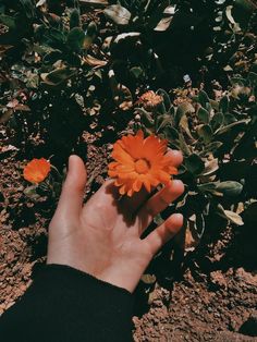 a person's hand holding an orange flower