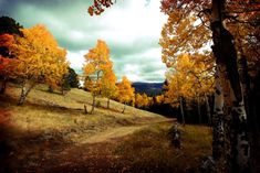 a dirt road surrounded by trees with yellow and orange leaves on it's sides