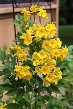 yellow flowers are blooming in front of a bench