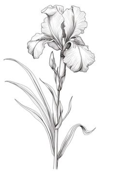 Iris Pencil Drawing, Iris Flowers Drawing, Iris Illustration, Flower Flash, Portrait Flowers, Flowers Coloring