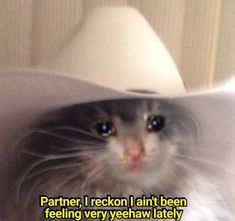 a cat wearing a white cowboy hat with the caption partner i recon i am't been feeling very yeeehaw lately