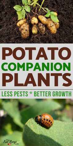 potato plant with the words potato companion plants less pests and better growth on it