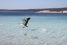 a seagull is flying over the clear blue water