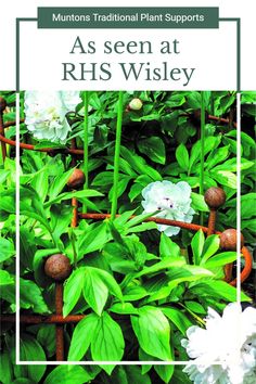 white flowers and green leaves with the words, as seen at rhs wisey