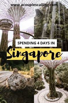 singapore with the words spending 4 days in singapore overlaid by images of trees and animals