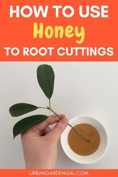 a person holding a plant with the text how to use honey to root cuttings