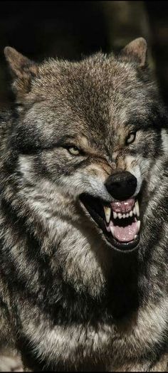 an angry looking wolf with its mouth open