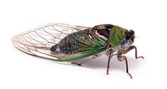 a close up of a green insect on a white background with long thin lines in it's wings