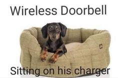 a dog is sitting on his bed with the caption wireless dorbell