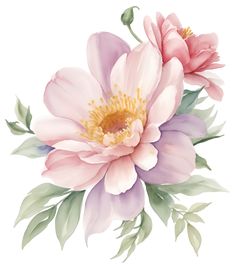 two pink flowers with green leaves on a white background, watercolor painting by hand