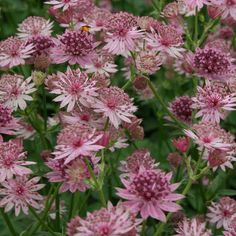 some pink flowers are blooming in the field