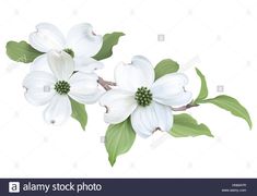 white dogwood flowers with green leaves on a white background stock photo royalty free image black bedroom furniture sets home design ideas