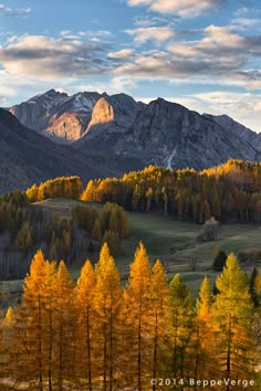 the mountains are covered in yellow and orange trees