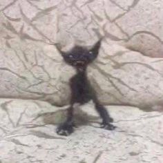 a small black kitten is standing on its hind legs and paws, looking at the camera