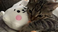 a cat is laying down next to a stuffed animal