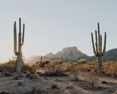 three cactus trees in the desert with mountains in the background