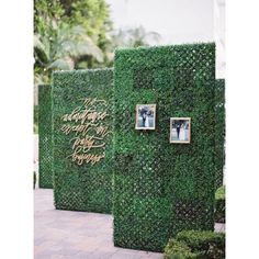 two photos are placed on the side of a wall covered in green plants and framed with gold lettering