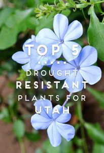 blue flowers with the words top 5 brought resistant plants for utah