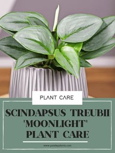 a plant in a vase with the words, plant care schnappus treubi moonlight plant care