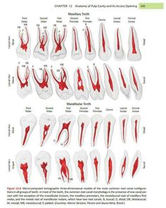 Dental Assistant School, Dental Assistant Study, Dental Hygiene Student, Dental World, Dental Videos, Dental Hygiene School, Dentistry Student