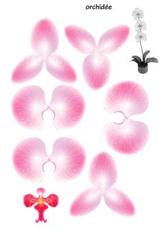 an image of orchids in different stages of blooming from the top to the bottom