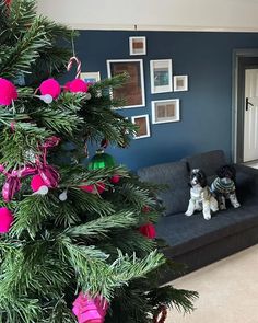 a dog sitting on a couch next to a christmas tree with ornaments hanging from it