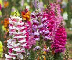 many different colored flowers in a field