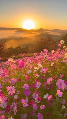 the sun is setting over some pink flowers