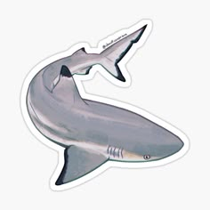 a shark sticker on a white background