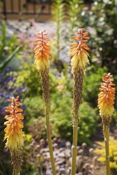 some very pretty yellow flowers in a garden