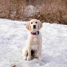 a white dog sitting in the snow looking at the camera with an alert look on his face