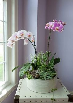 a potted plant sitting on top of a table next to a window with purple walls