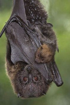 a bat hanging upside down in the air