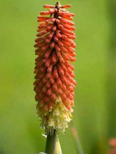 Hot Poker Plant, Red Hot Poker Plant, Torch Lily, Wine Bottle Trees, Red Hot Poker, Lily Seeds, Succulent Landscape Design, Bottle Trees, Landscape Plants