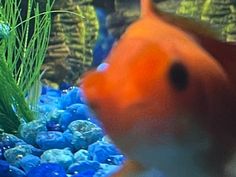 an orange and white fish swimming next to some blue rocks in the water with grass