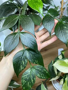 two hands are reaching for some green leaves on a plant that is growing in a pot