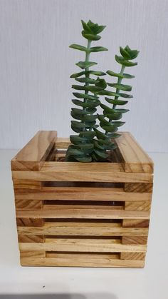 a plant in a wooden box on a table