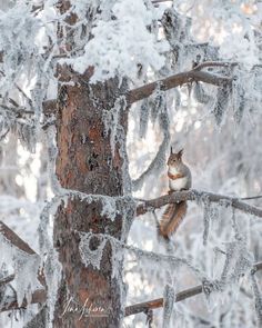 a bird perched on top of a tree branch covered in snow