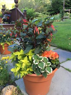 two potted plants on the side of a walkway next to some rocks and grass