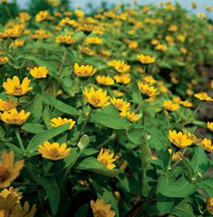 a field full of yellow flowers with green leaves