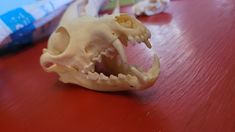 an animal skull with its mouth open on a red table next to a tube of toothpaste