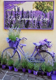 a bicycle is parked next to some lavender plants in front of a sign that says la canadia del bergs