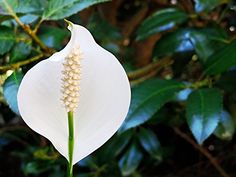 a white flower with green leaves in the background